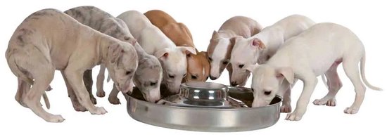 Een groep puppy's van verschillende kleuren die aan het eten zijn uit een roestvrijstalen voerbak.