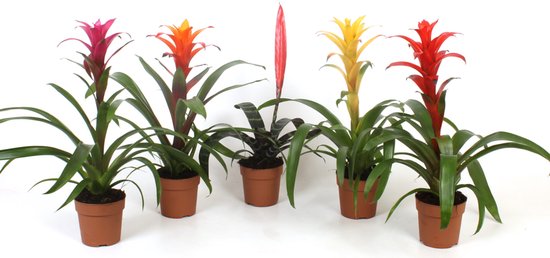 Bromelia mix per stuk – diverse soorten in 9 cm pot, kleurrijke mini bromelia’s