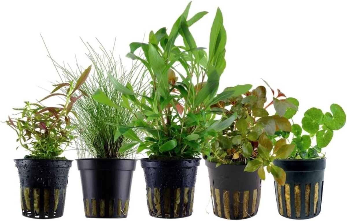 AquaOne Aquariumplanten I 5x waterplanten I Aquariumplanten voor beginners I Eleocharis Hygrophila Ludwigia Limnophila Hydrocotyle I Set met 5 aquariumplanten