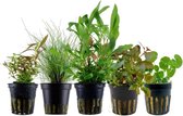 Plantes d'aquarium AquaOne | Lot de 5 plantes aquatiques | Plantes d'aquarium pour débutants | Eleocharis, Hygrophila, Ludwigia, Limnophila, Hydrocotyle | Set de 5 plantes d'aquarium