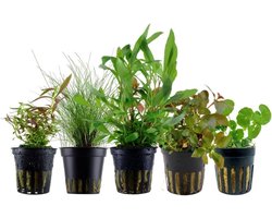 AquaOne Aquariumplanten I 5x waterplanten I Aquariumplanten voor beginners I Eleocharis Hygrophila Ludwigia Limnophila Hydrocotyle I Set met 5 aquariumplanten