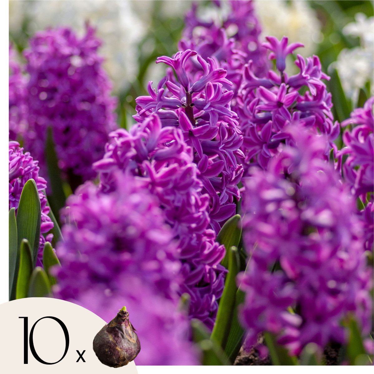 Plant in a Box - Hyacintenbollen - Set van 10 stuks - Hyacinthus 'Purple Voice' - Diep Paars - Geurend - Voorjaarsbloei - Voor tuin & pot