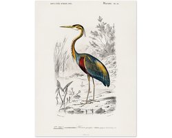 Poster Charles Dessalines d'Orbigny - Purple heron (Ardea purpurea) 30x40 cm - exclusief lijst