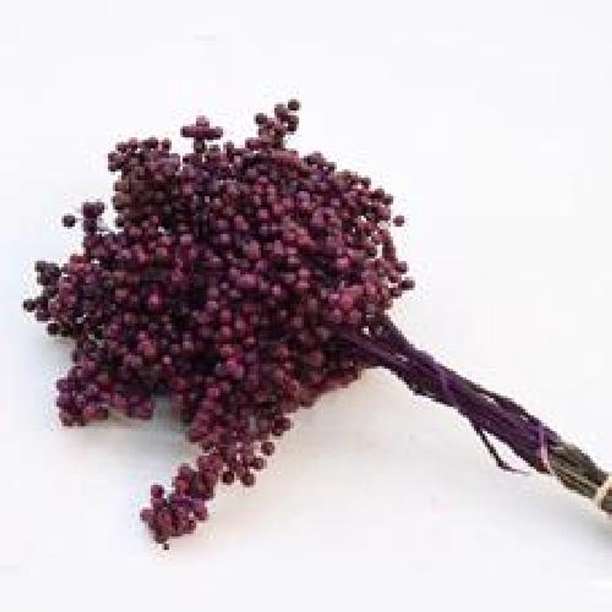 10x Dc pepper berry bordeaux