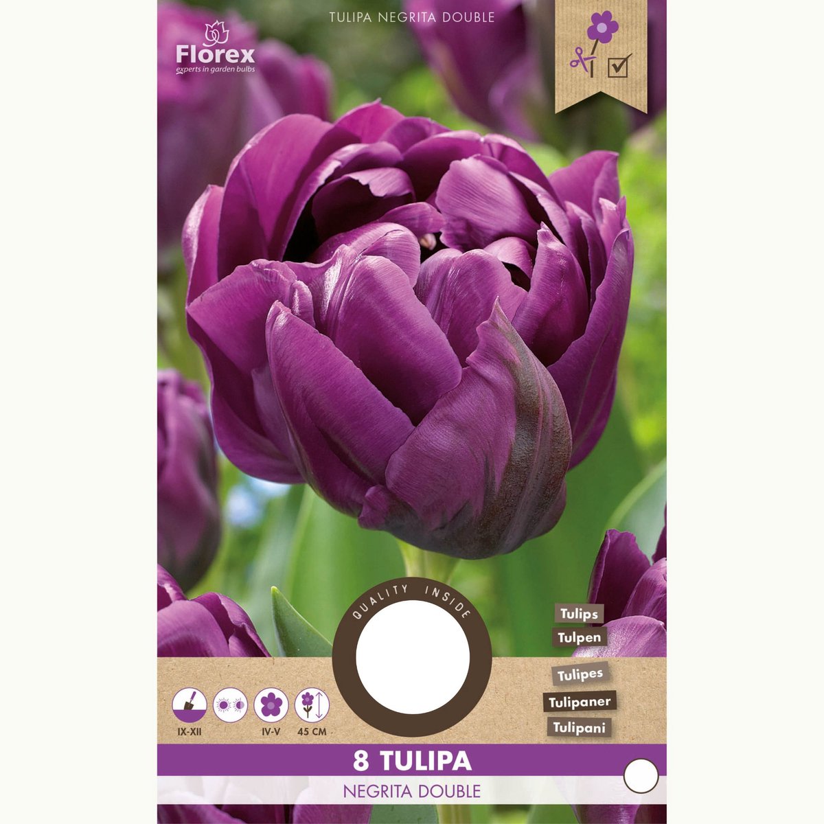 Tulp (Tulipa) - Negrita Dubbel - double - Snijbloemen - Voorjaarsbollen - bloeit in April / Mei