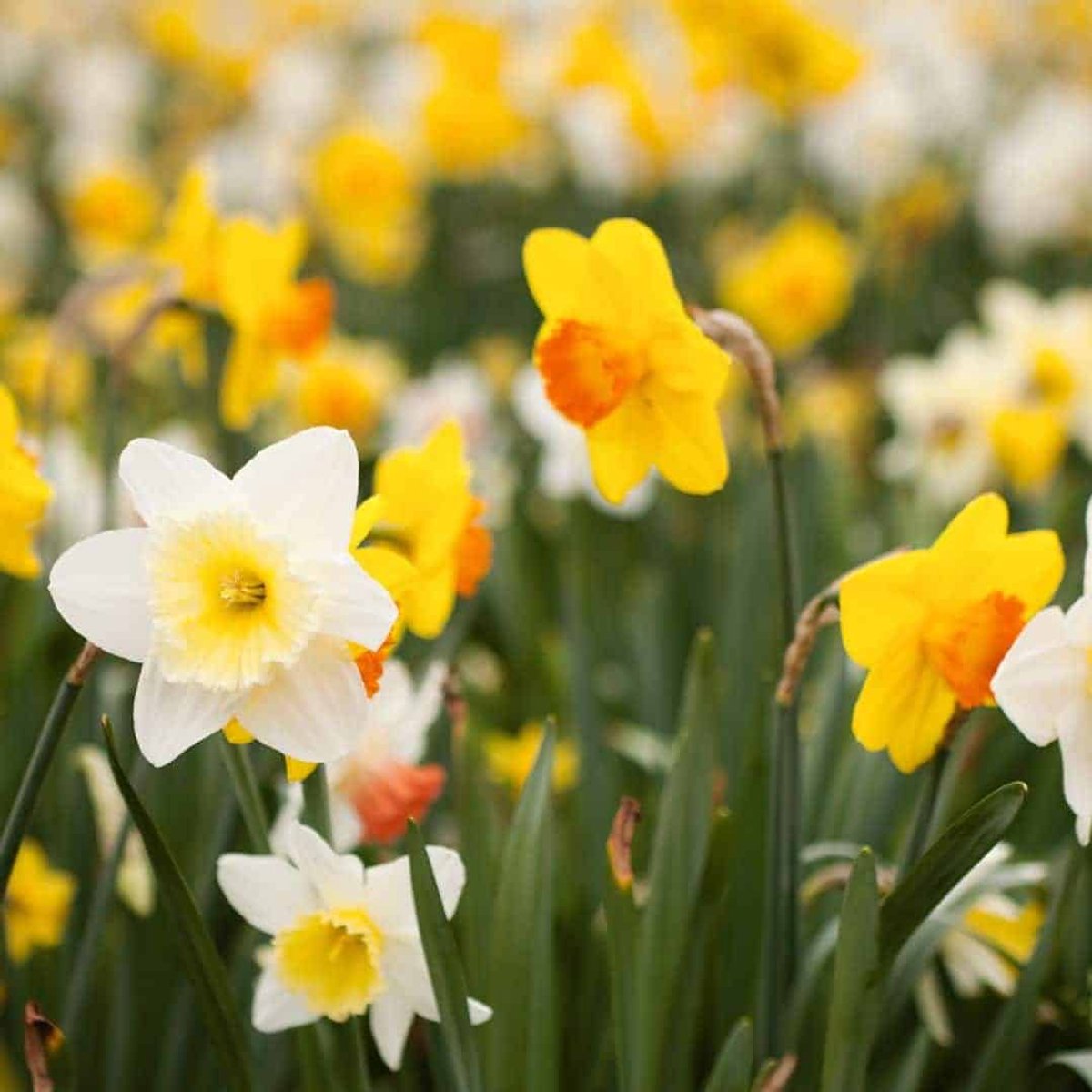 Narcissenbollen Medium Narcissus Mix - 50 bloembollen - bolmaat 12/14 - geel/wit mix, grootbloemig, winterhard - direct van de kweker - Flowerbulbs Amsterdam