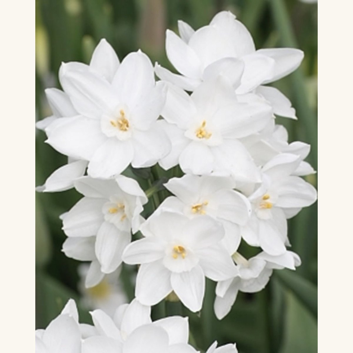 Schitterende narcissus (Narcissus papyraceus) - Narcis Paperwhite (Grootverpakking) - Narcissus - Snijbloemen - Geurend - Voorjaarsbollen