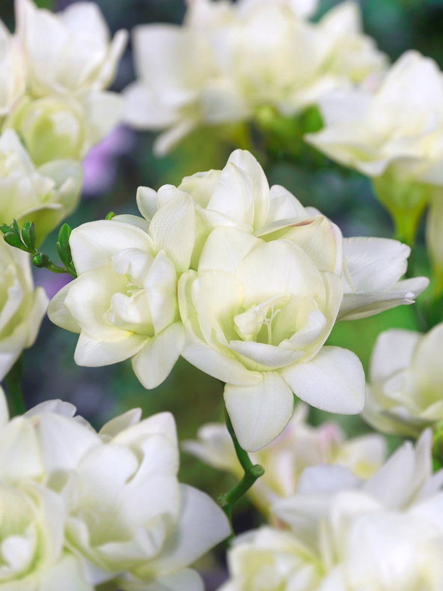 25x Freesia 'Freesia dubbel wit' - BULBi® Bloembollen met bloeigarantie