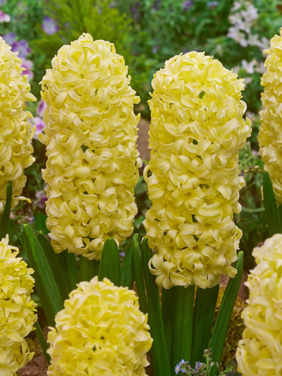 10x Hyacinten 'City of haarlem' - BULBi® Bloembollen met bloeigarantie
