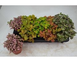 JUNAVERA Fittonia mix in 12 cm pot â€“ diverse kleuren, 17 cm hoge mozaÃ¯ekplant met 8 stekken