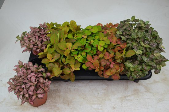 Fittonia mix in 12 cm pot – diverse kleuren, 17 cm hoge mozaïekplant met 8 stekken