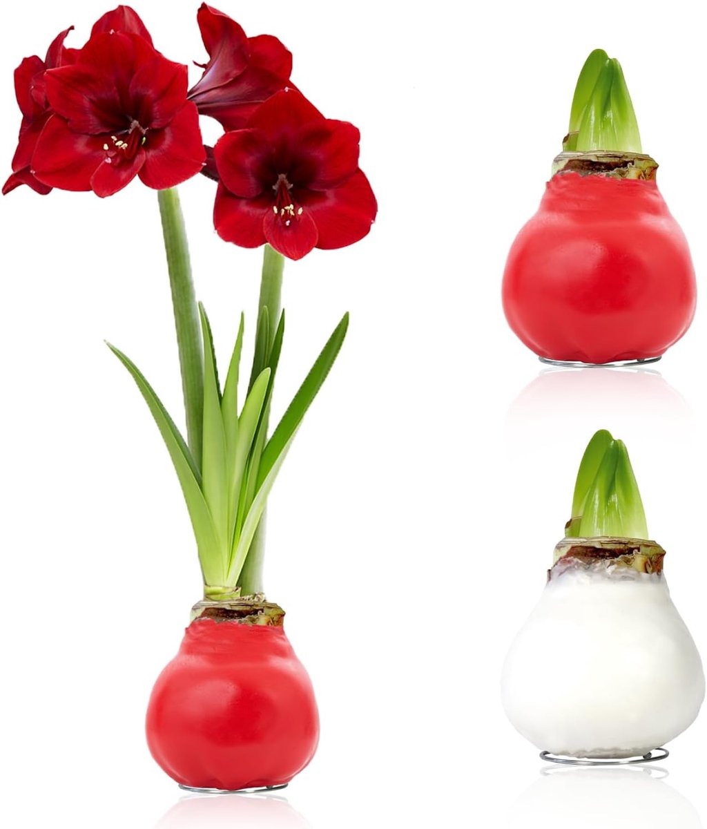 Amaryllis Bollen in Wax - Rood & Wit - Bloembollen - 2 stuks - Bloem bollen - No Water Flower