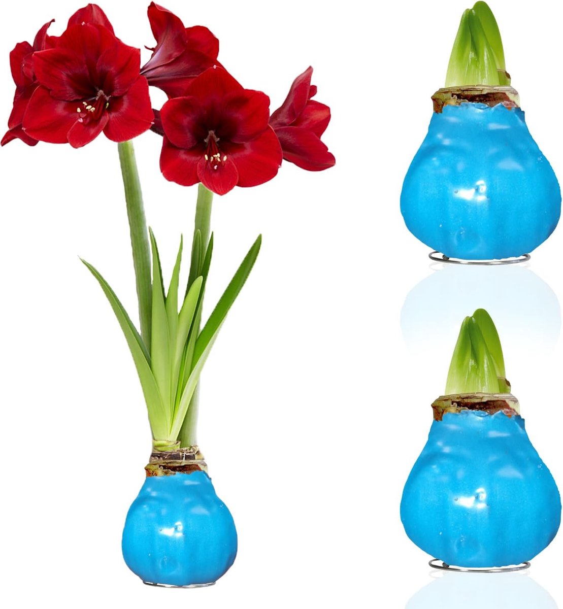 Amaryllis Bollen in Wax - Blauw - Bloembollen - 2 stuks - Bloem bollen - No Water Flower