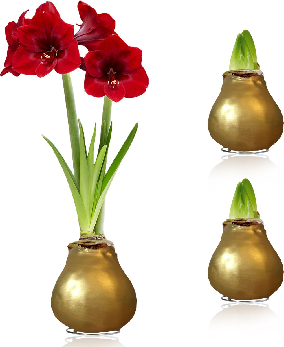 Amaryllis Bollen in Wax - Goud - Bloembollen - 2 stuks - Bloem bollen - No Water Flower