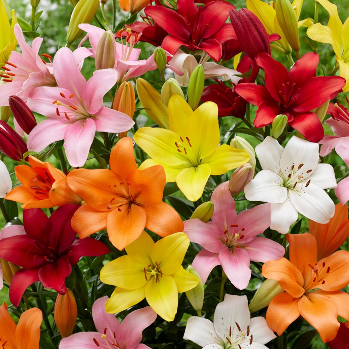 Aziatische lelie (Lilium Asiatic) - s Mix - Lilium (XL verpakking) - Snijbloemen - Zomerbollen - bloeit in Juni / Juli / Augustus