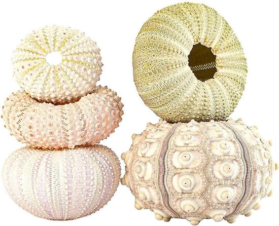 Allecto Plus - Pots à suspendre pour plantes aériennes en forme de coquille d'oursin, pour la décoration intérieure, lot de 5