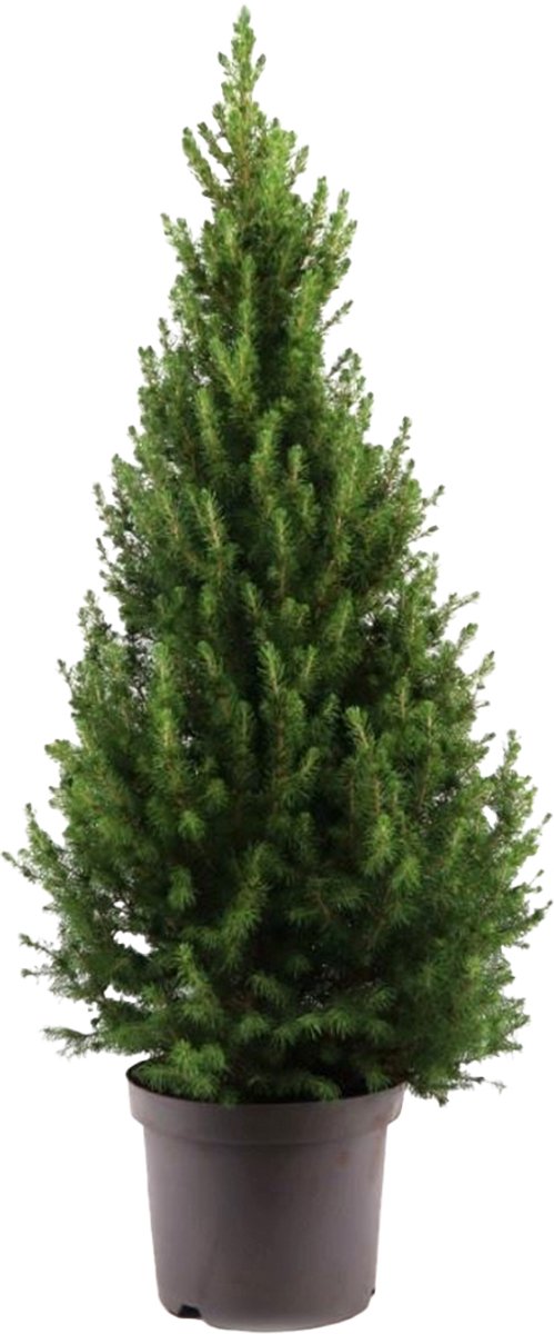 Bloomique - Picea Glauca December - Mini Kerstboom - Dwerg Spar - Kerstdecoratie - Voor Binnen en Buiten - Winterhard - Wintergroen - Hoogte 80-100 cm - Pot 26 cm