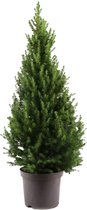 Bloomique - Picea Glauca December - Mini Kerstboom - Dwerg Spar - Kerstdecoratie - Voor Binnen en Buiten - Winterhard - Wintergroen - Hoogte 80-100 cm - Pot 26 cm