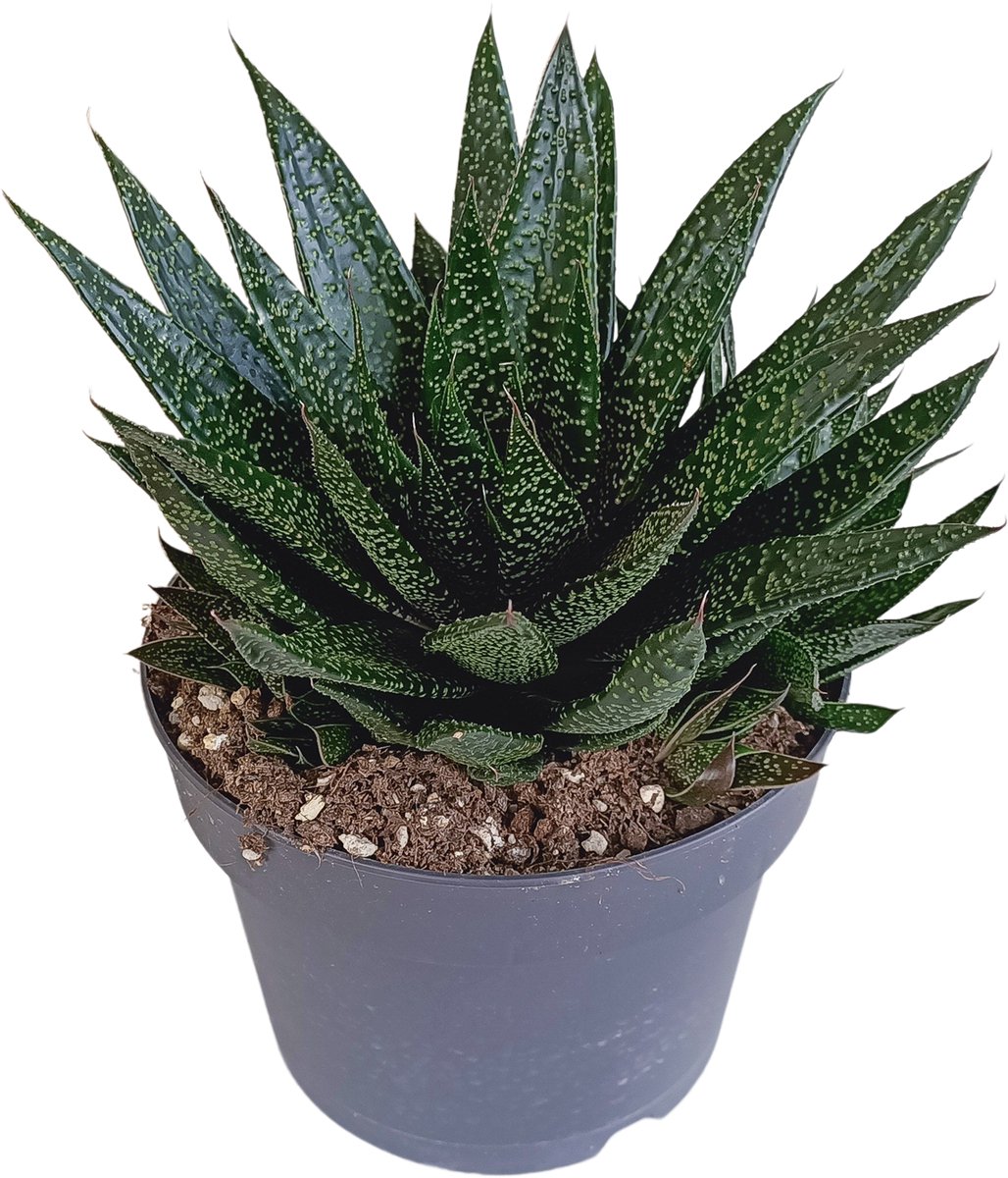 Gasteria 'd Due 17 cm