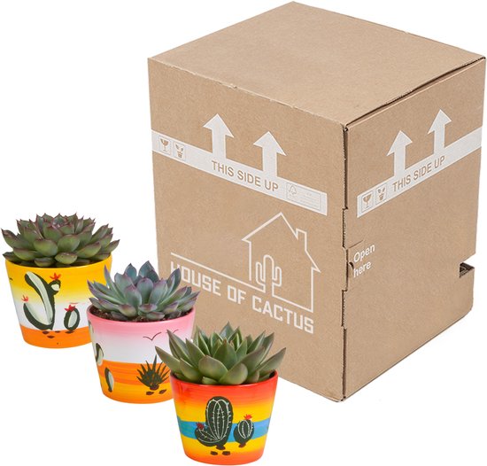 Echeveria mix 10.5 cm in Mexicaanse pot | 3 stuks