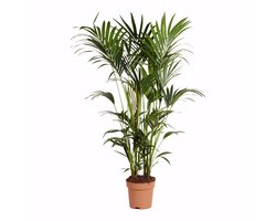 Bloomique - Howea Forsteriana - Kentia Palm - XXL Kamerplanten - Luchtzuiverend - Diervriendelijk - Hoogte 150-170 cm - Pot 27 cm