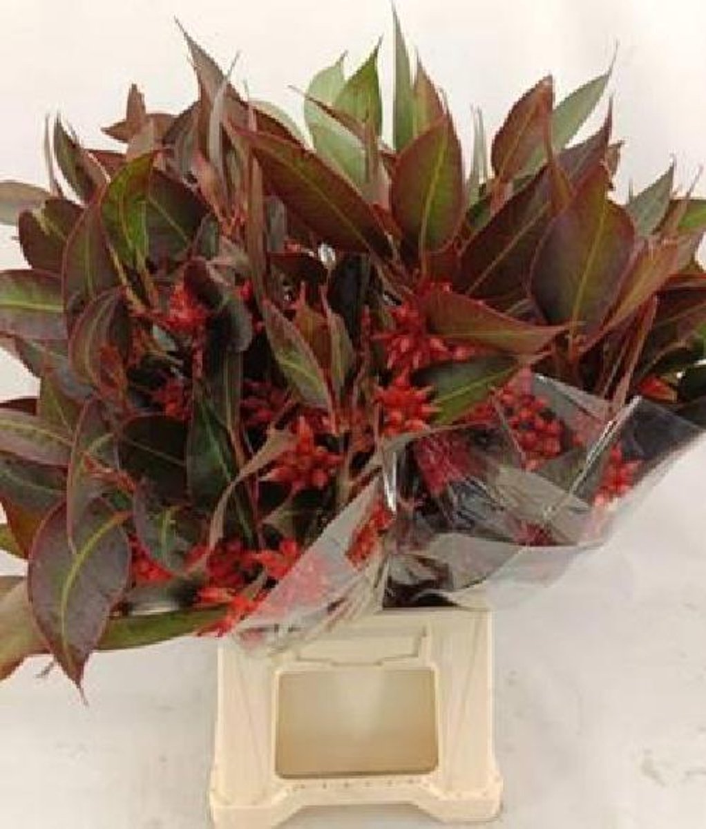 5x Sg eucalyptus robusta bes abs rood 60cm