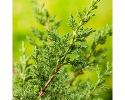 Plants Online - Haagplanten - Coniferen - Set van 1 - Juniperus procumbens 'Nana' 30- 40cm - 3 liter pot - Plant ltr - P19