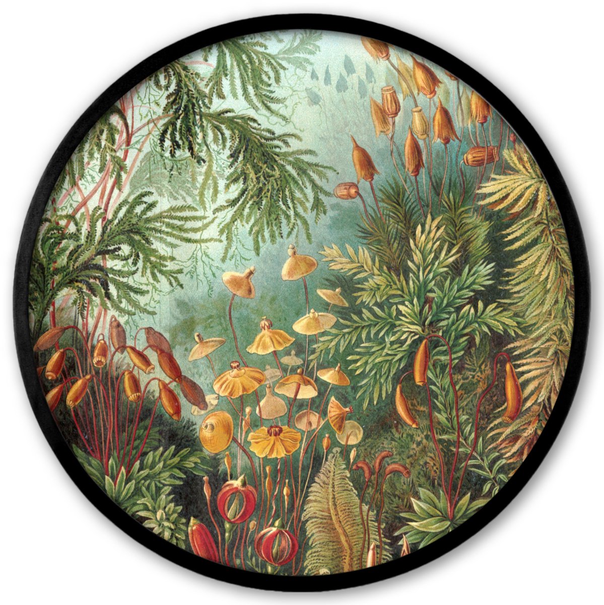 FrameYourWall Poster in lijst Rond - Fotolijst 40x40 cm - Posters - Oude meesters - Kunst - Muscinae - Haeckel - Ronde posterlijst zwart - Decoratie - Wanddecoratie woonkamer - Muurdecoratie slaapkamer Multicolor