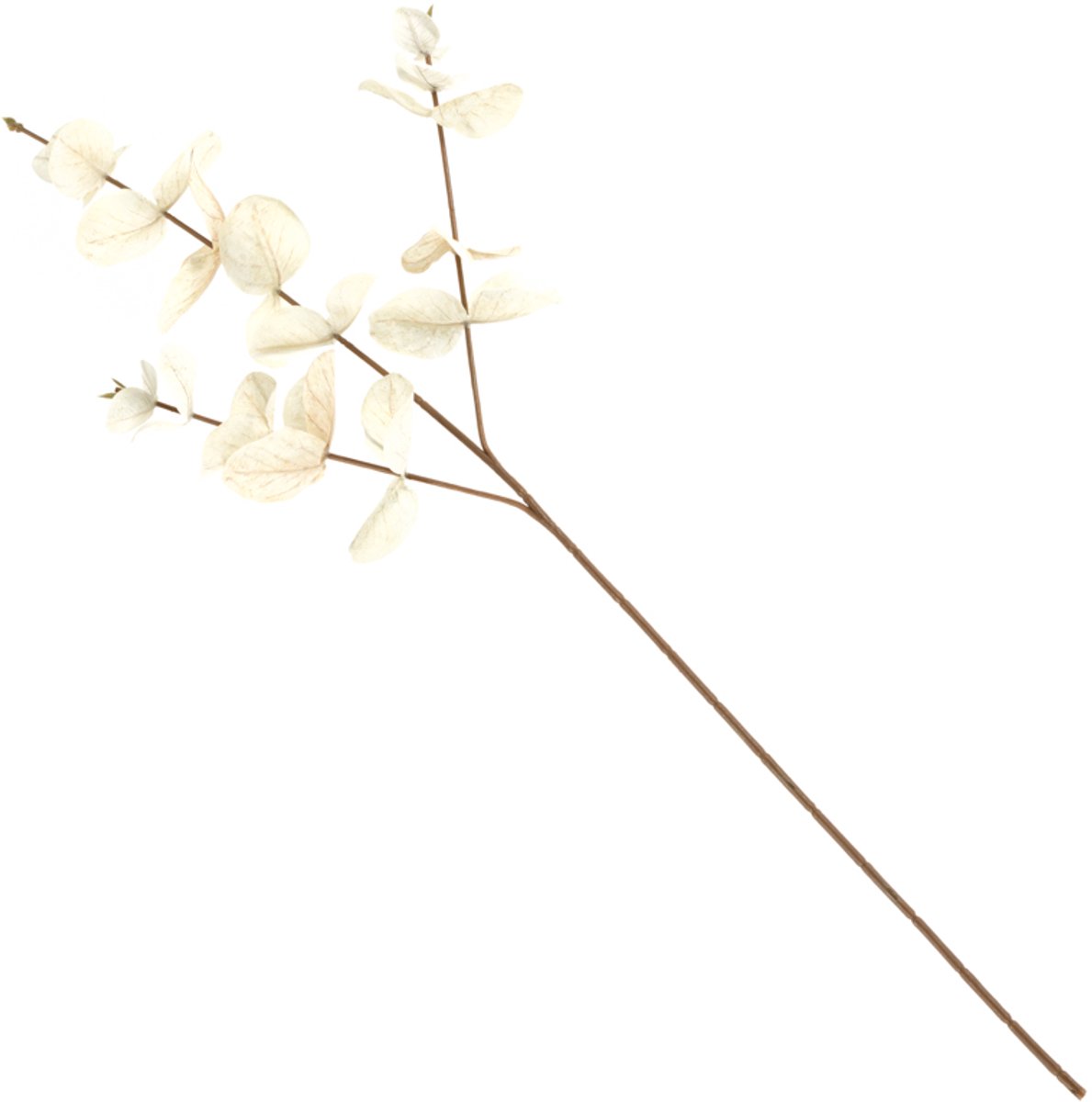 HomeBound by KY | Eucalyptus tak beige | Eucalyptus | Eucalyptus tak