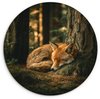 Renard - Forêt - Endormi