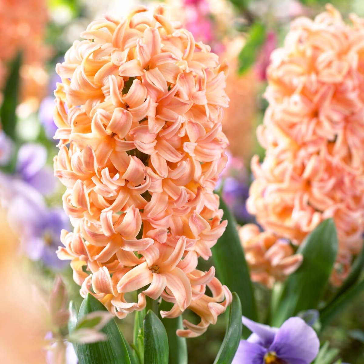 Hyacint Bloembollen Winterhard - Hyacinthus - Gipsy Queen - 15 stuks - Perzik - Bloem bollen Mix Meerjarig