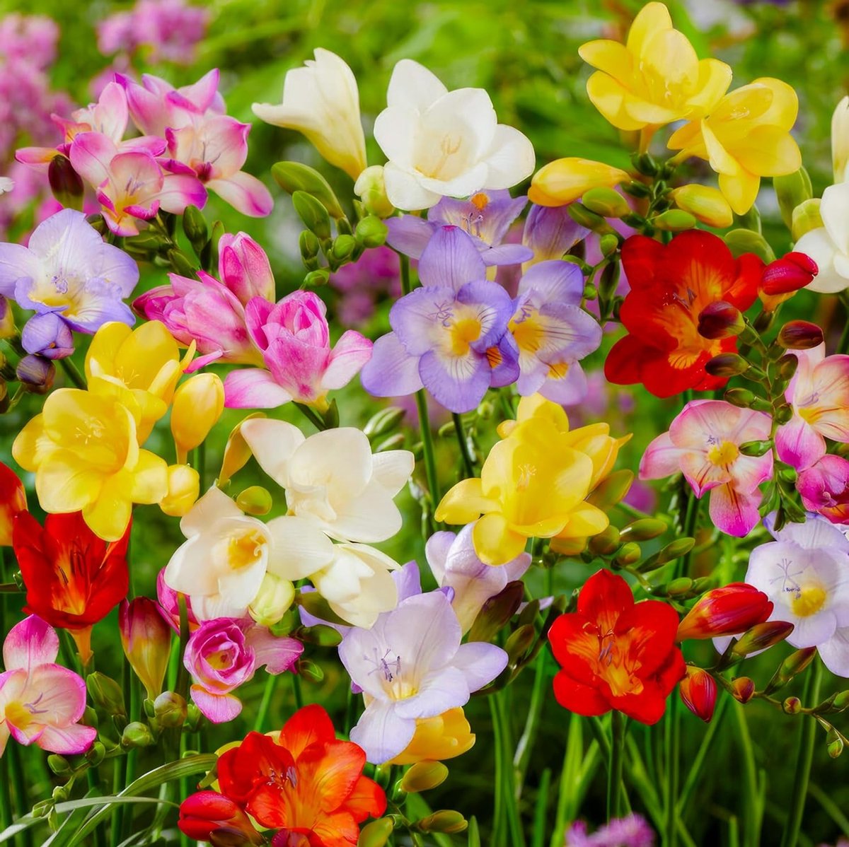 Freesia Bloembollen - Mix van 5 soorten - 50 stuks - Meerkleurig - Bloem bollen - Fresia