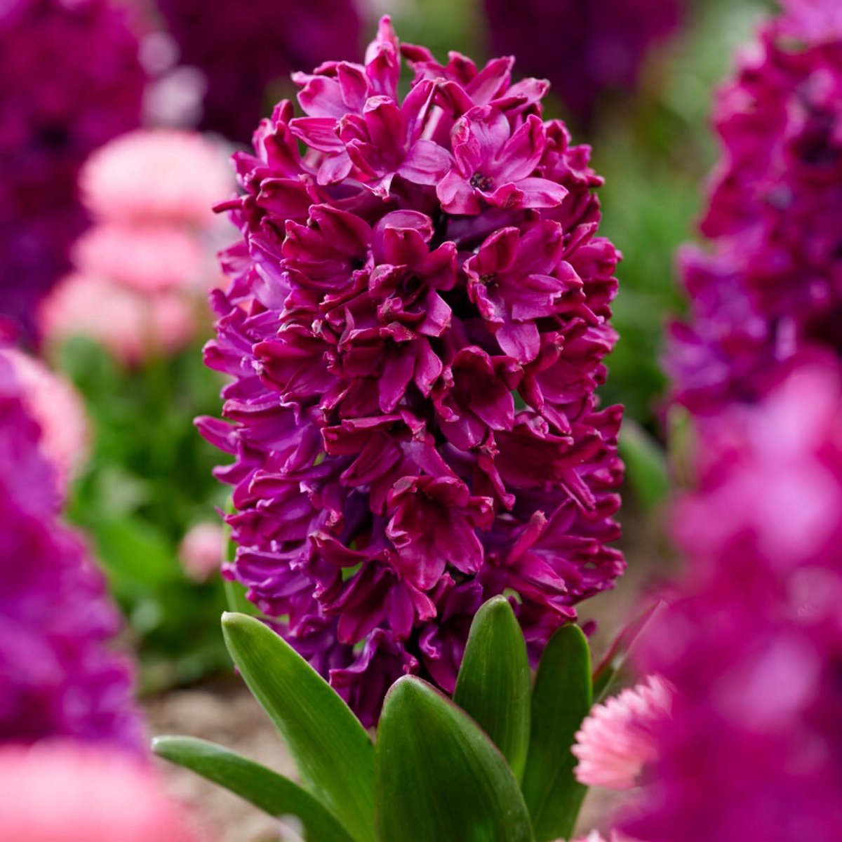 Hyacint Bloembollen Winterhard - Hyacinthus - Woodstock - 15 stuks - Paars - Bloem bollen Mix Meerjarig