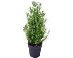 JUNAVERA Rozemarijn â€“ Aromatische mediterrane kruidenplant â€“ 14 cm pot â€“ ca. 30 cm hoog