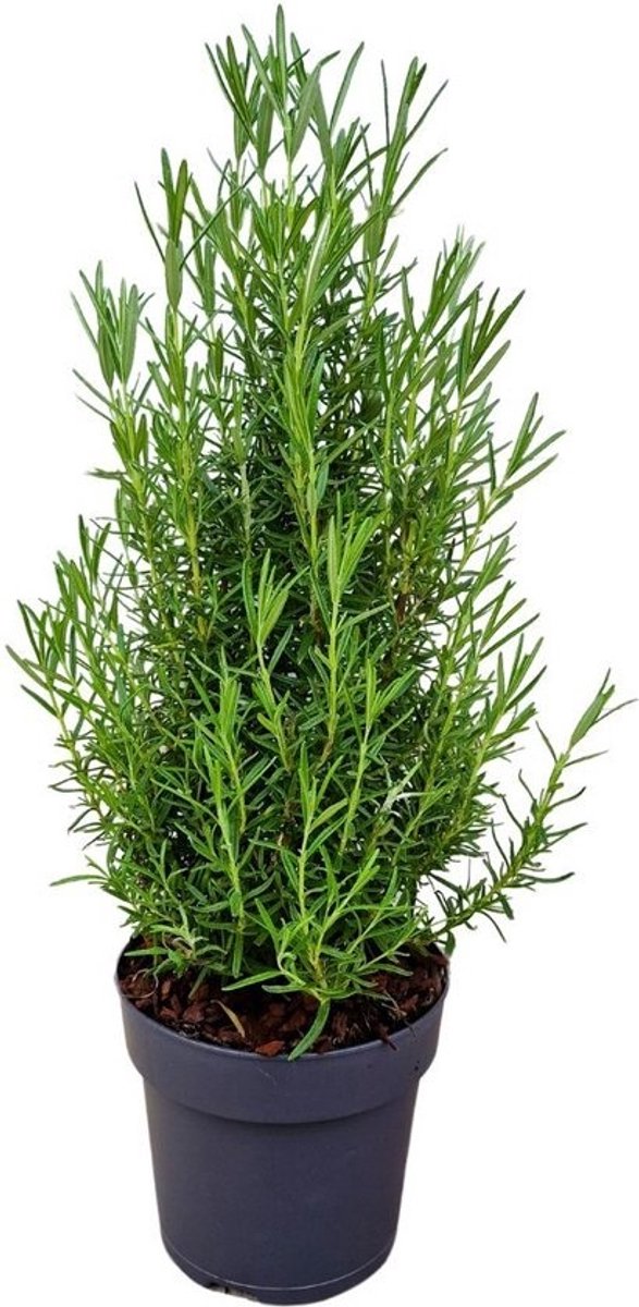 JUNAVERA Rozemarijn – Aromatische mediterrane kruidenplant – 14 cm pot – ca. 30 cm hoog