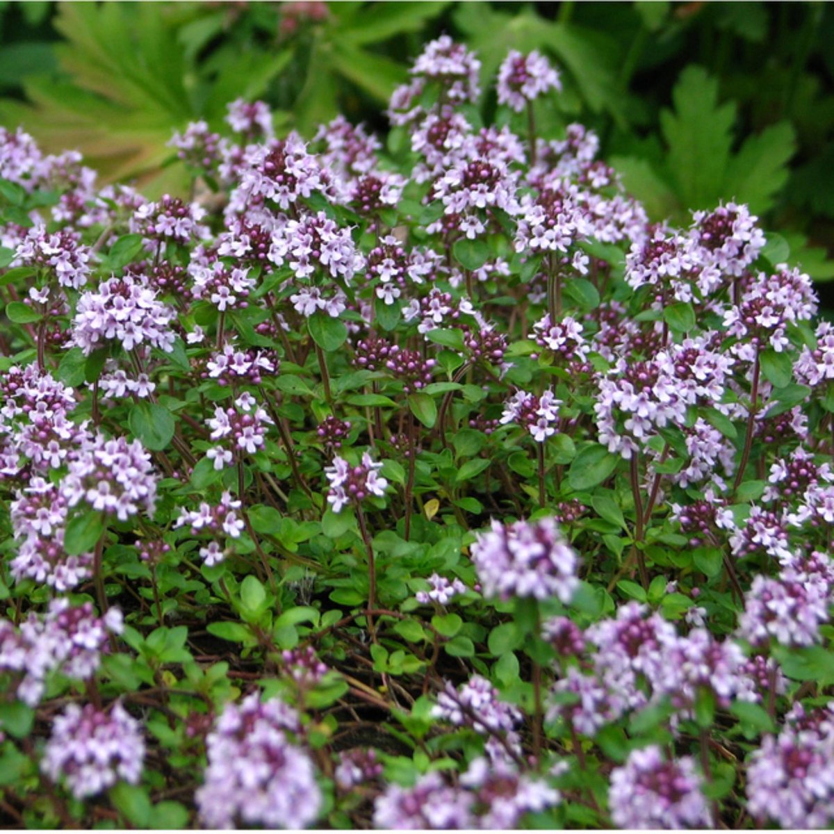 Kruiptijm (Thymus serpyllum) - 6x - Wilde tijm - Vaste planten - Bijen-Vlinders - Zomerbollen - bloeit in Juli / Augustus
