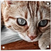 Tuinposter – Mooie Katten Hoofd  - 50x50cm Foto op Tuinposter  (wanddecoratie voor buiten en binnen)