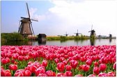 Schilderij - Hollandse molens en tulpen, 1 deel