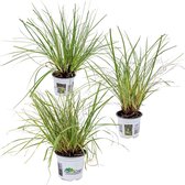 Carex Oshimensis 'Everest' | Zegge per 3 stuks - Buitenplant in kwekerspot ⌀10,5 cm - ↕20 cm