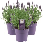 Kuiflavendel | Lavandula 'Stoechas' per 3 stuks - Buitenplant in kwekerspot ⌀12 cm - ↕20-30 cm