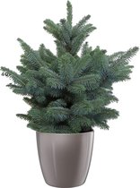 Boom van Botanicly – Picea Pungens Super Blue in taupe pot als set – Hoogte: 50 cm