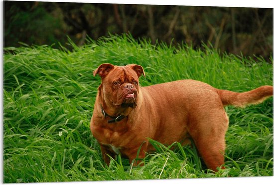 Acrylglas - Bruine Hond in Gras - 120x80cm Foto op Acrylglas (Met Ophangsysteem)