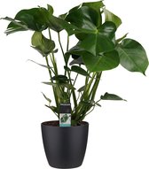 Monstera met Elho brussels living black