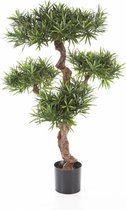 Dracaena Compacta | Drakenbloedboom