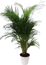 Areca Lutescens in Elho Soft wit | Goudpalm