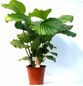 Calathea Orbifolia | Pauwenplant