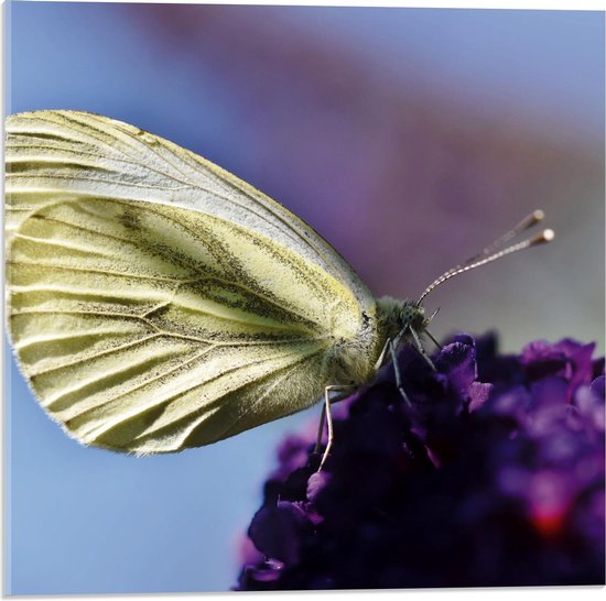 Acrylglas - Gele Vlinder op Paarse Bloem - 50x50cm Foto op Acrylglas (Met Ophangsysteem)