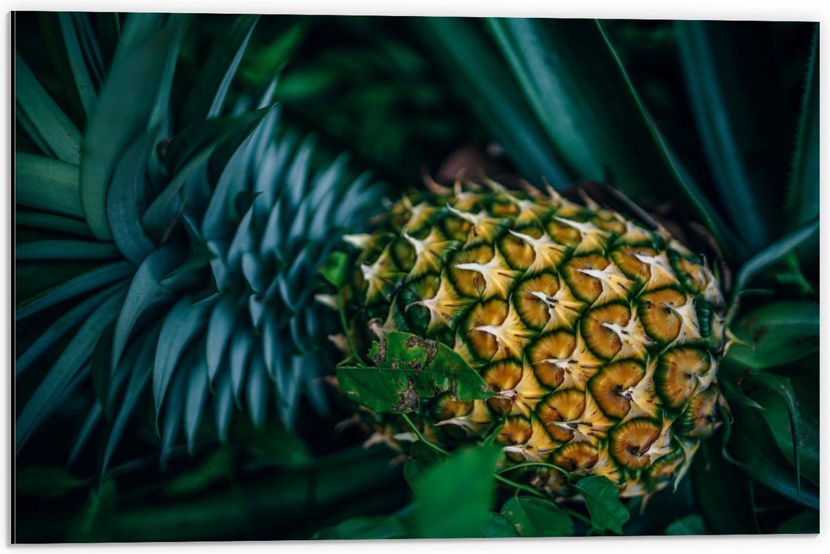 Dibond - Ananas aan Plant - 60x40cm Foto op Aluminium (Wanddecoratie van metaal)