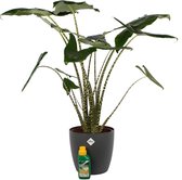 Alocasia Zebrina met Elho sierpot en Pokon (Alocasia Zebrina)