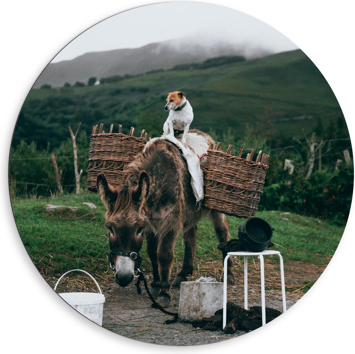 KuijsFotoprint Dibond Wandcirkel - Pakezel met Hond op Rug - 80x80cm Foto op Aluminium Wandcirkel (met ophangsysteem) Groen